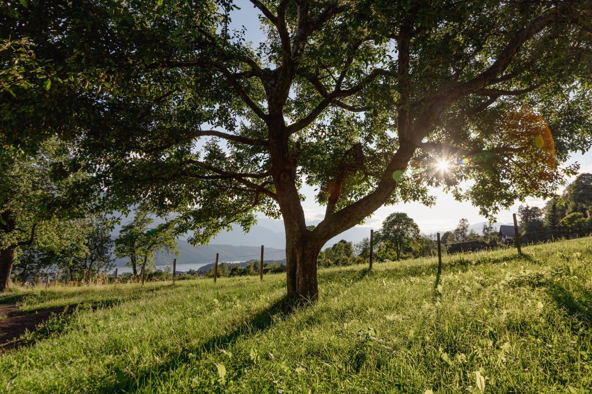 Bio- Und Vitalbauernhof Bacherhof ميلستاف المظهر الخارجي الصورة